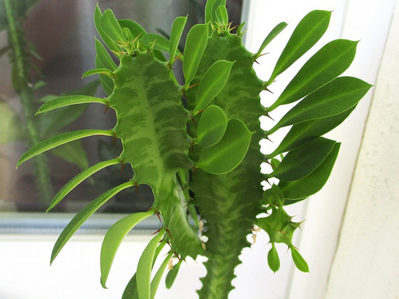 KOLMEKANDILINE PIIMALILL Euphorbia trigona