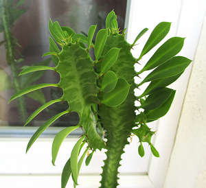 KOLMEKANDILINE PIIMALILL Euphorbia trigona (1 foto / 5)