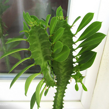 KOLMEKANDILINE PIIMALILL Euphorbia trigona