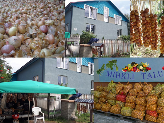 Репчатый лук