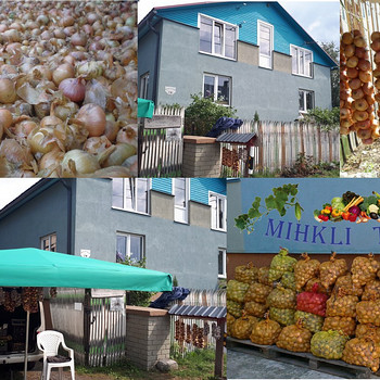 Репчатый лук