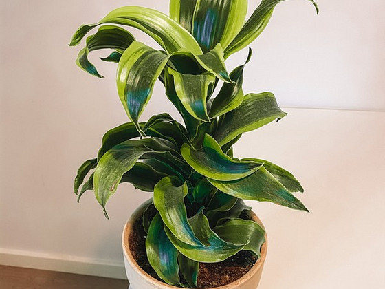 Dracaena Fragrans Tornado