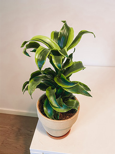 Драцена Fragrans Tornado (1 фото из 3)