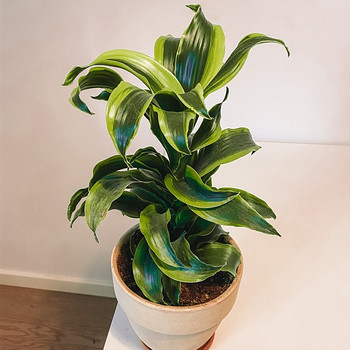 Драцена Fragrans Tornado