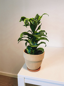 Драцена Fragrans Tornado (2 фото из 3)