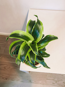 Драцена Fragrans Tornado (3 фото из 3)