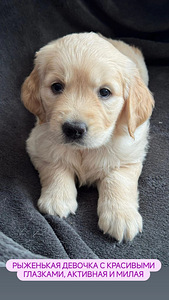 Zelta retrīvers (1 foto no 6)