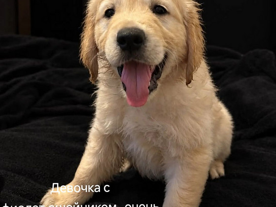 Золотистый ретривер