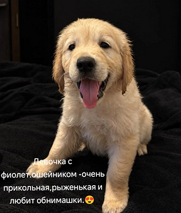Золотистый ретривер (1 фото из 3)