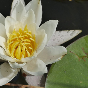 Консалтинг и перевод