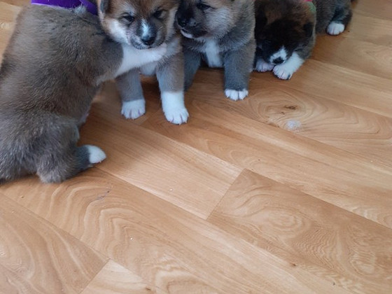 Akita - inu kucēni