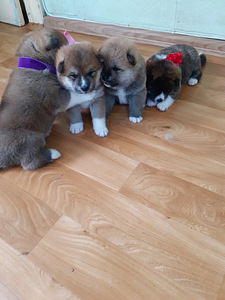 Akita - inu kucēni (1 foto no 10)