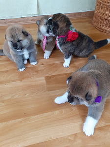 Akita - inu kucēni (2 foto no 10)