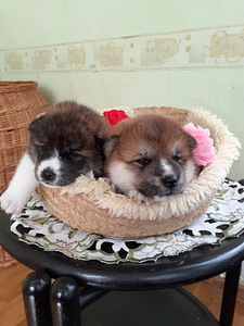 Akita - inu kucēni (5 foto no 10)