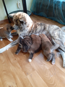 Akita - inu kucēni (6 foto no 10)