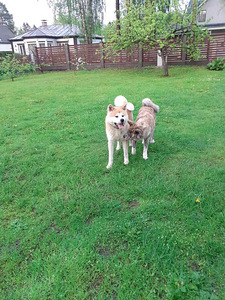 Akita - inu kucēni (7 foto no 10)
