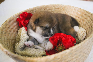 Akita - inu kucēni (8 foto no 10)