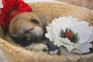 Akita - inu kucēni (9 foto no 10)