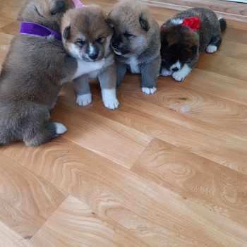 Akita - inu