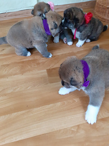 Akita - inu (4 foto no 10)