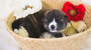 Akita - inu (10 foto no 10)