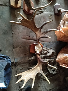 Müüb suures koguses kalamarja ja hirvesarvi (8 foto / 10)