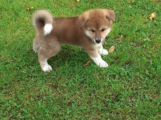 Akita - inu