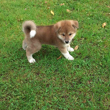 Akita - inu