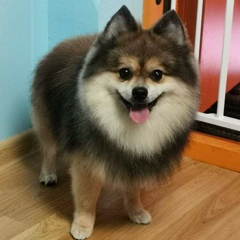 Spitz otsib pruuti!