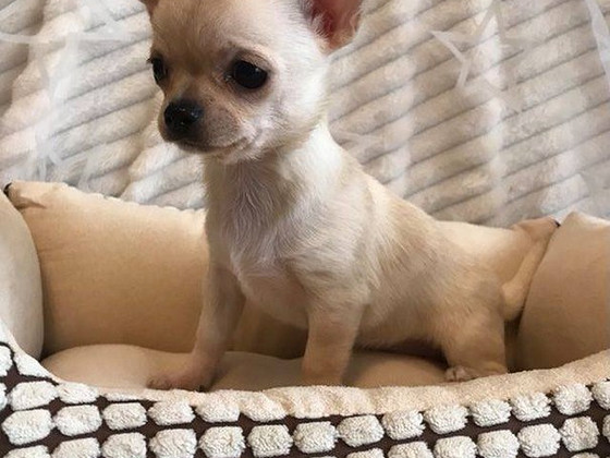 Chihuahua