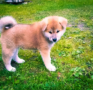 Akita - inu (1 foto no 8)