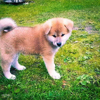 Akita - inu