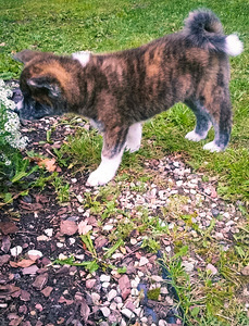 Akita - inu (2 foto no 8)
