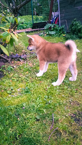 Akita - inu (3 foto no 8)