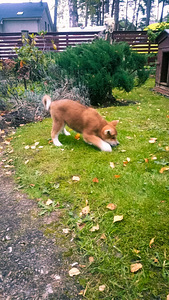 Akita - inu (4 foto no 8)