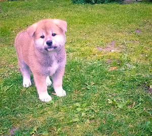 Akita - inu (5 foto no 8)
