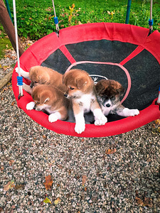 Akita - inu (6 foto no 8)