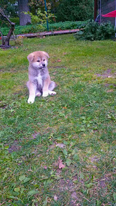 Akita - inu (8 foto no 8)
