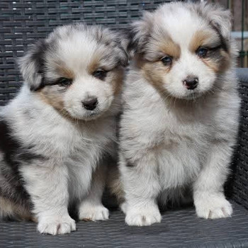 Aussi blue merle