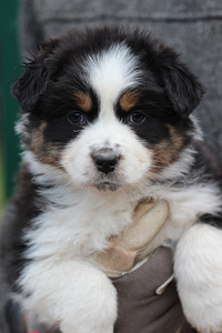 Aussi black tricolor 2 girls (2 foto / 5)