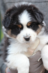 Aussi black tricolor 2 girls (3 foto / 5)