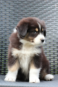 Aussi black tricolor 2 girls (5 foto / 5)