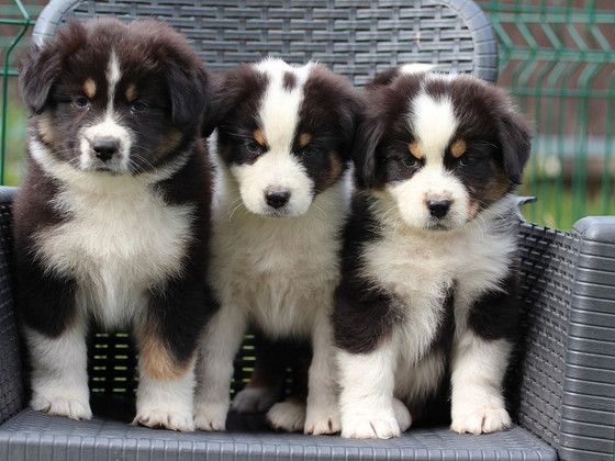 Aussi black tricolor 2 girls