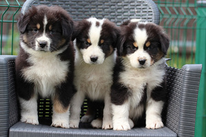 Aussi black tricolor 2 girls (1 foto / 5)