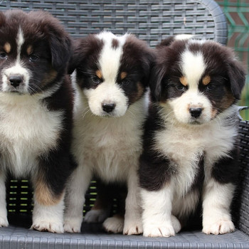 Aussi black Tricolor 2 girls