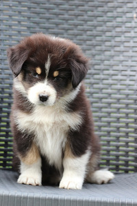 Aussi black tricolor 2 girls (4 foto / 5)