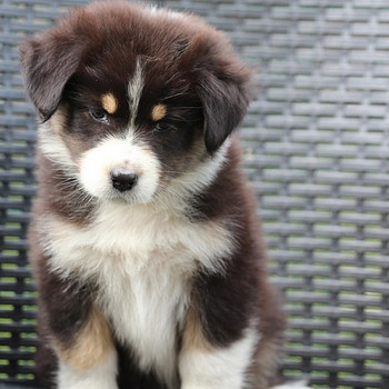 Aussi black tricolor 2 girls