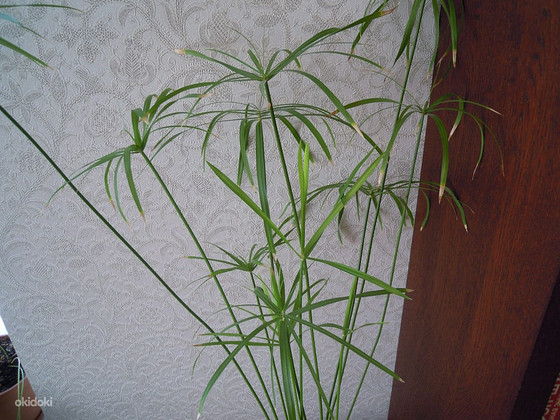 Cyperus