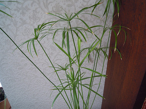 Cyperus (1 foto / 1)