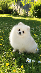 Pomeranian spits (1 valokuva sivusta 2)